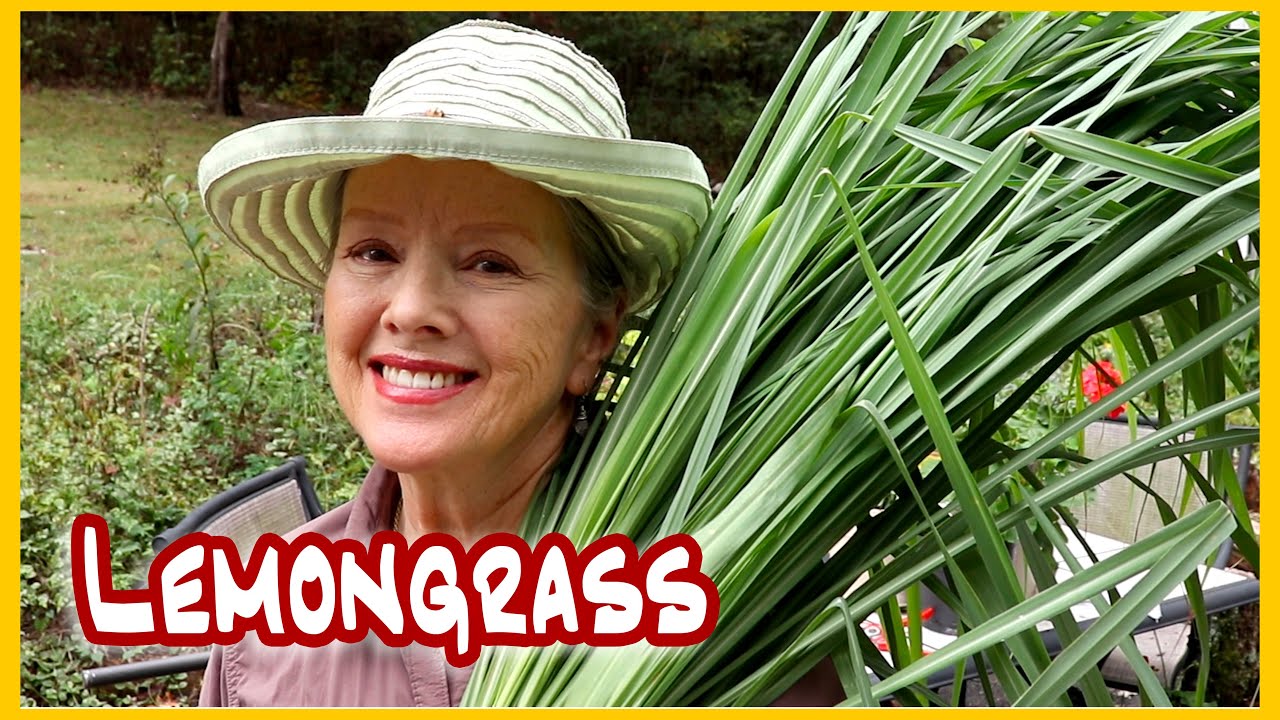 How to Harvest LEMONGRASS for Drying (getting ready for winter!)