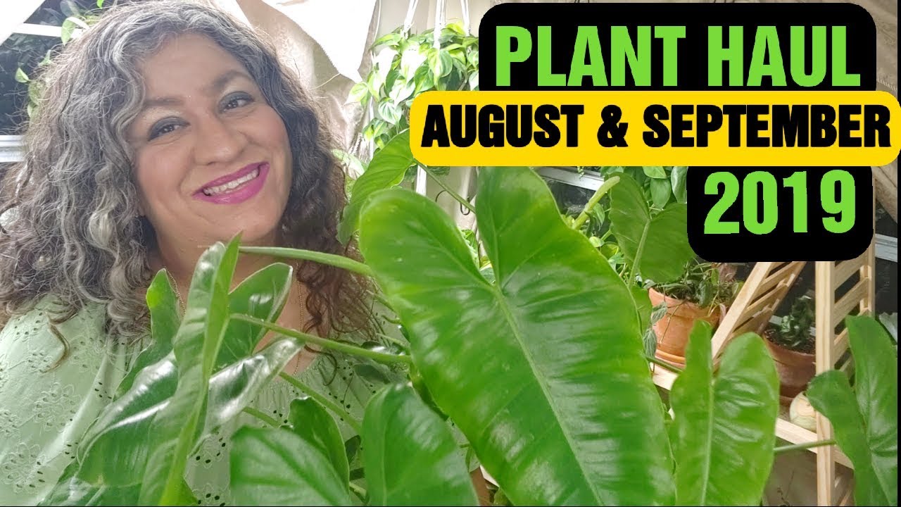 Big Box Plant Haul August & September 2019
