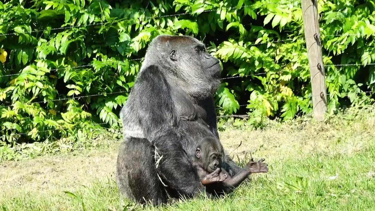Baby Gorilla Makongo Finishes a Whole Milk Bottle & Enjoys Time Outside with Mom
