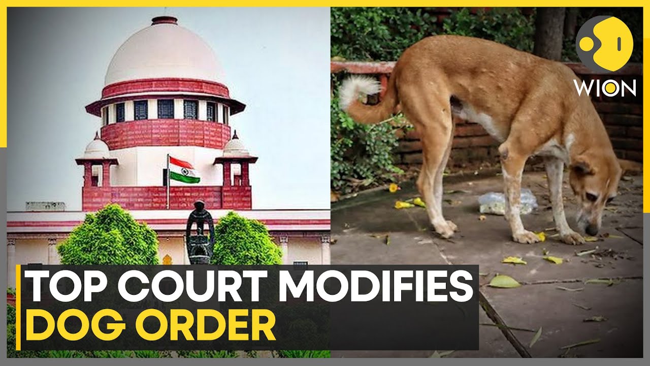 Supreme Court Orders Action Against Street Feeders, Stray Dogs To Be Sterilised And Released | WION