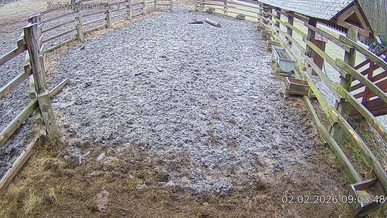 Zubria zvernica (cam212) 02.02.2026 o 09:05