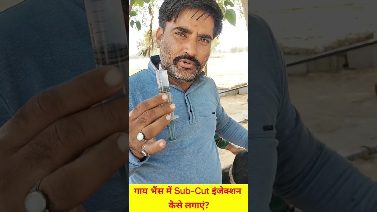 गाय भैंस में Sub - Cut इंजेक्शन कैसे लगाएं? | Subcutaneous Injection #Shorts #viral | Vet Guru Radhe