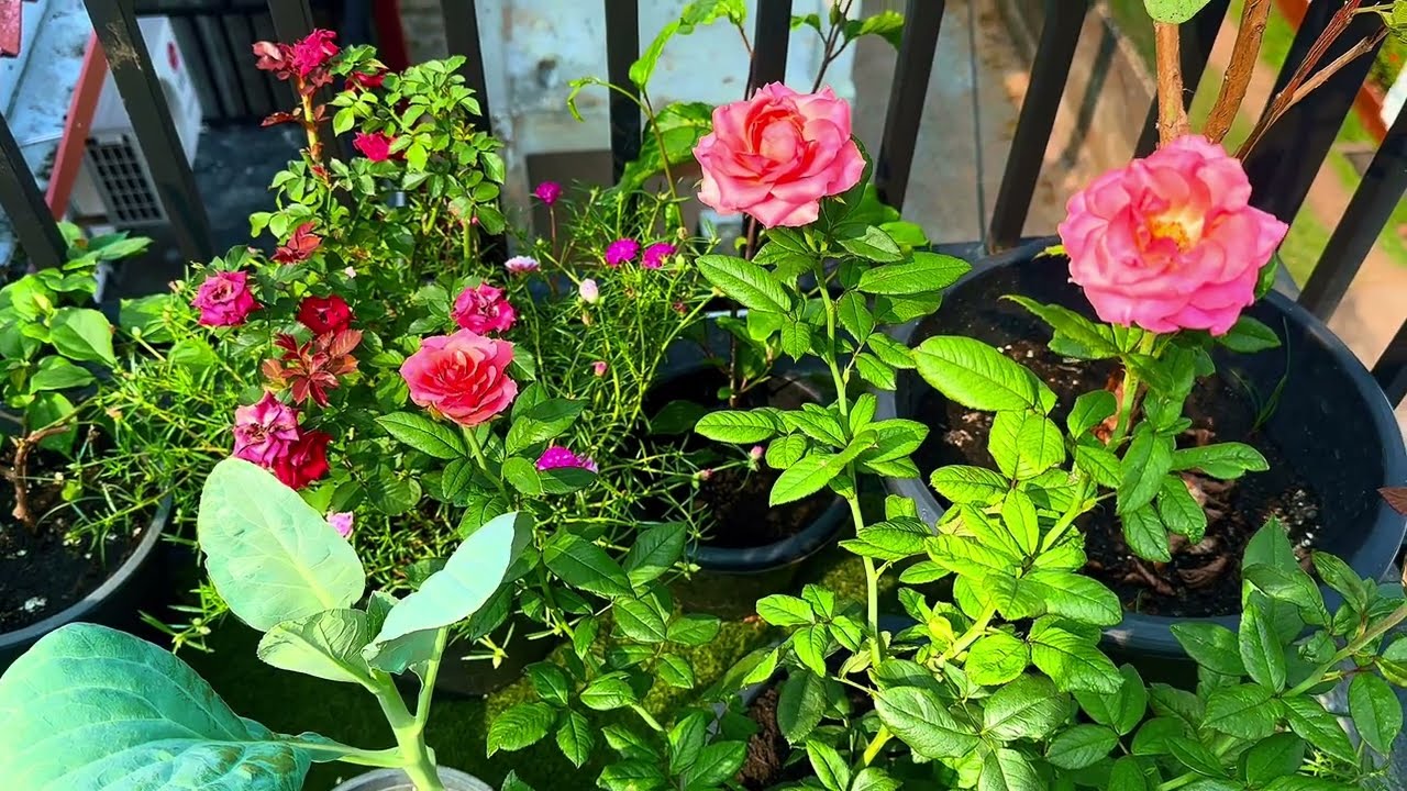 වගාව නිරෝගීව තියා ගන්න මම යොදන ස්වභාවික පළිබෝදනාශකය 👌| best natural pesticide for organic gardening 