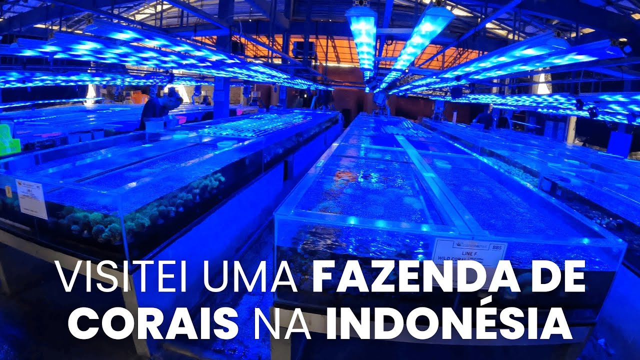 UMA FAZENDA DE CORAIS NA INDONÉSIA | PARTE 1: ESTRUTURA INDOOR