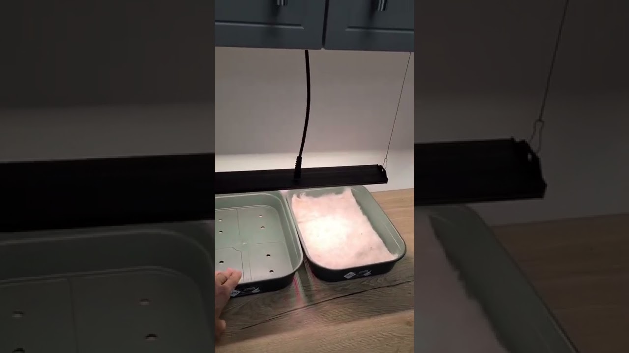 Seedling - Clone light