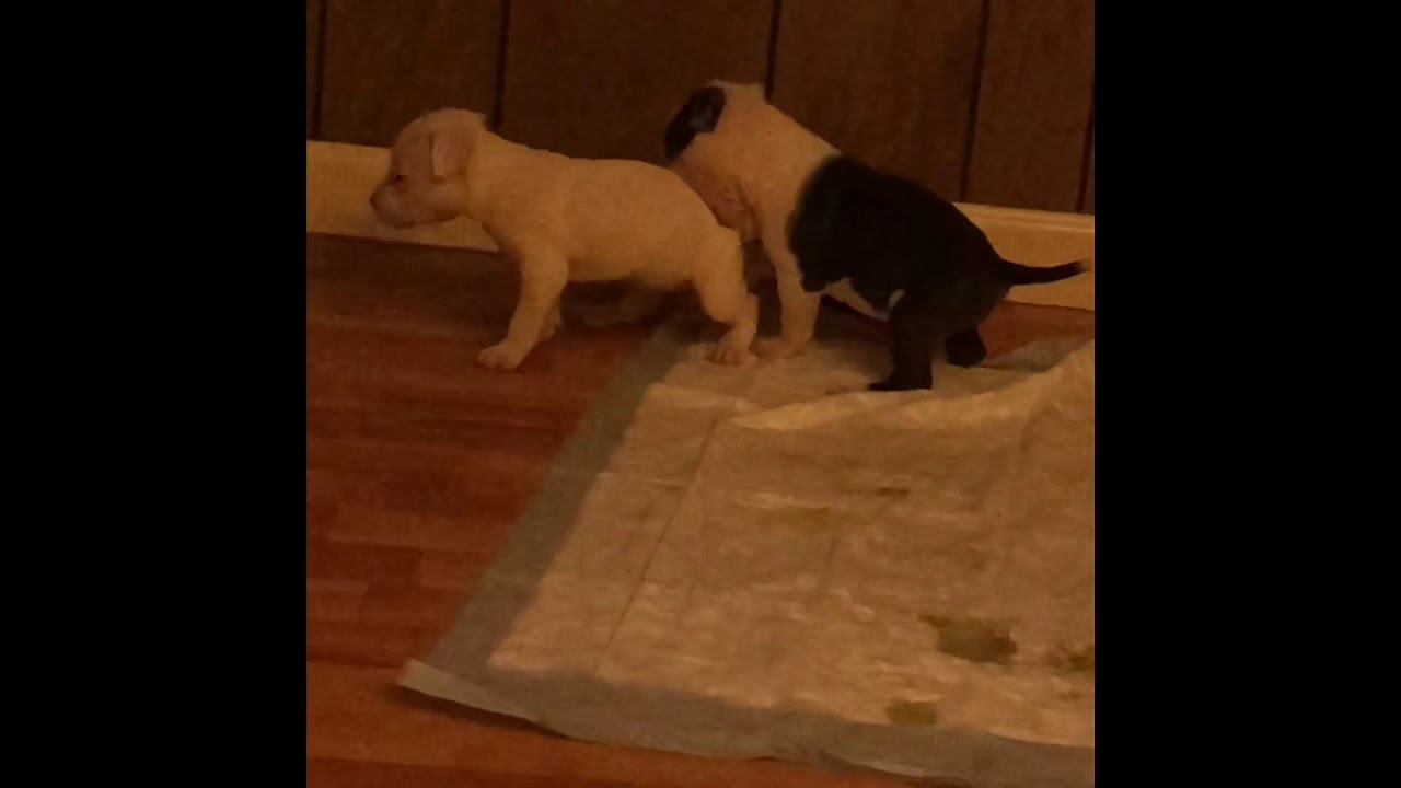 4 week old pitbull puppies