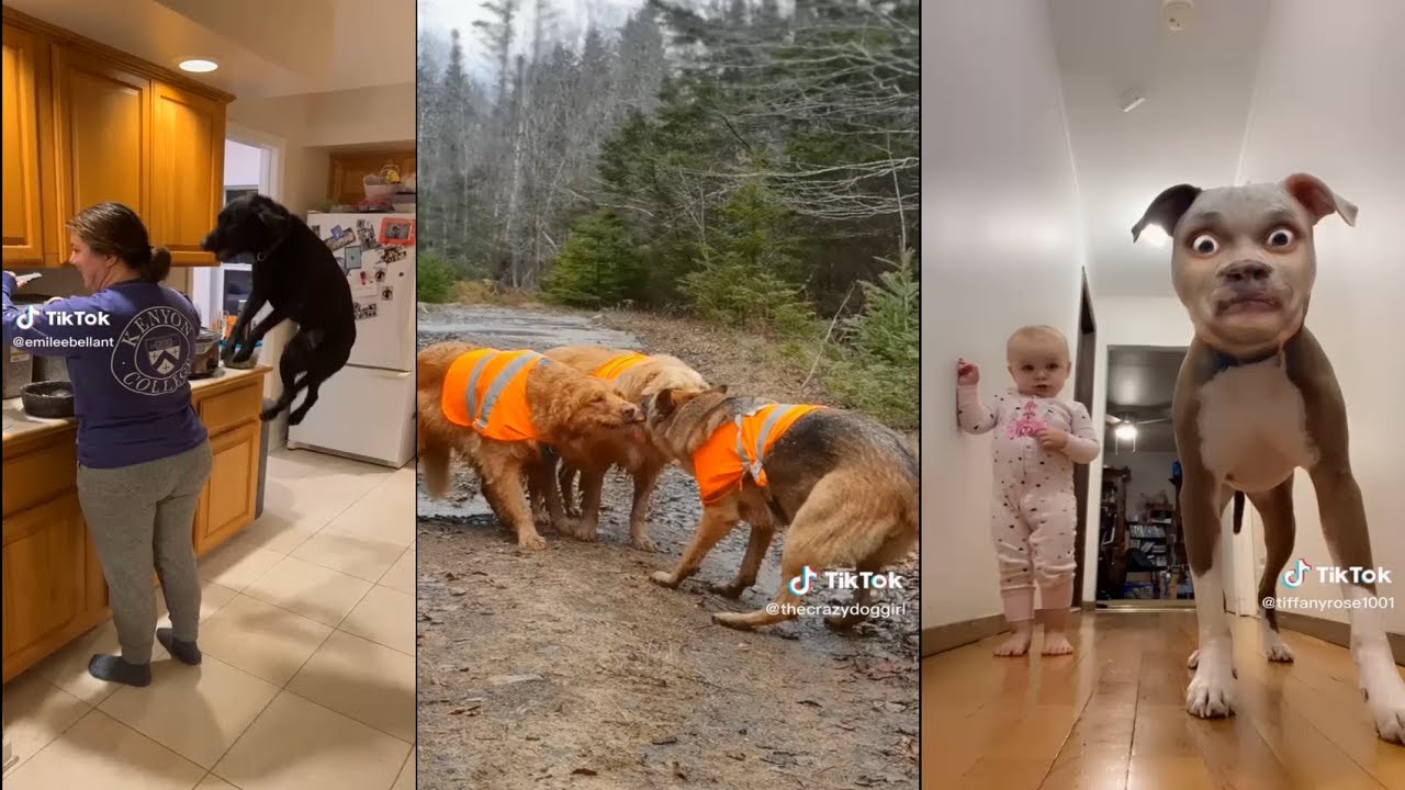 My dad wants a dog after watching this video