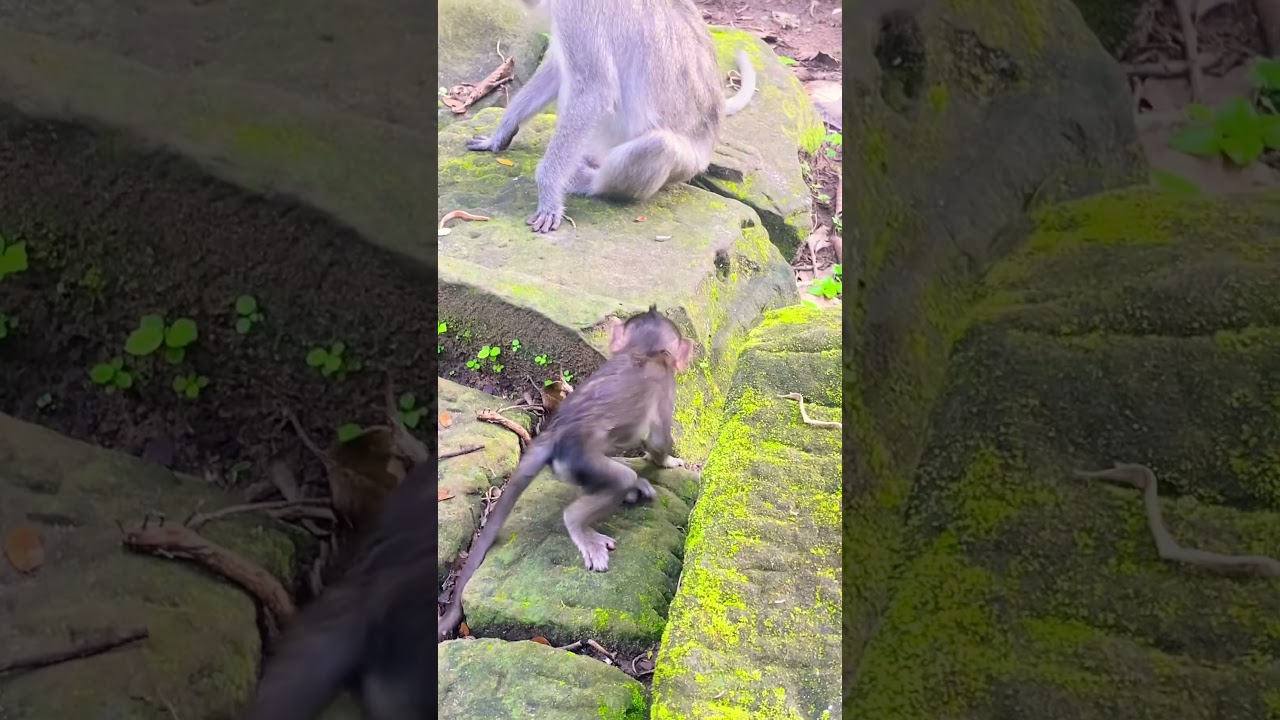 Baby Monkeys Exploring the World!