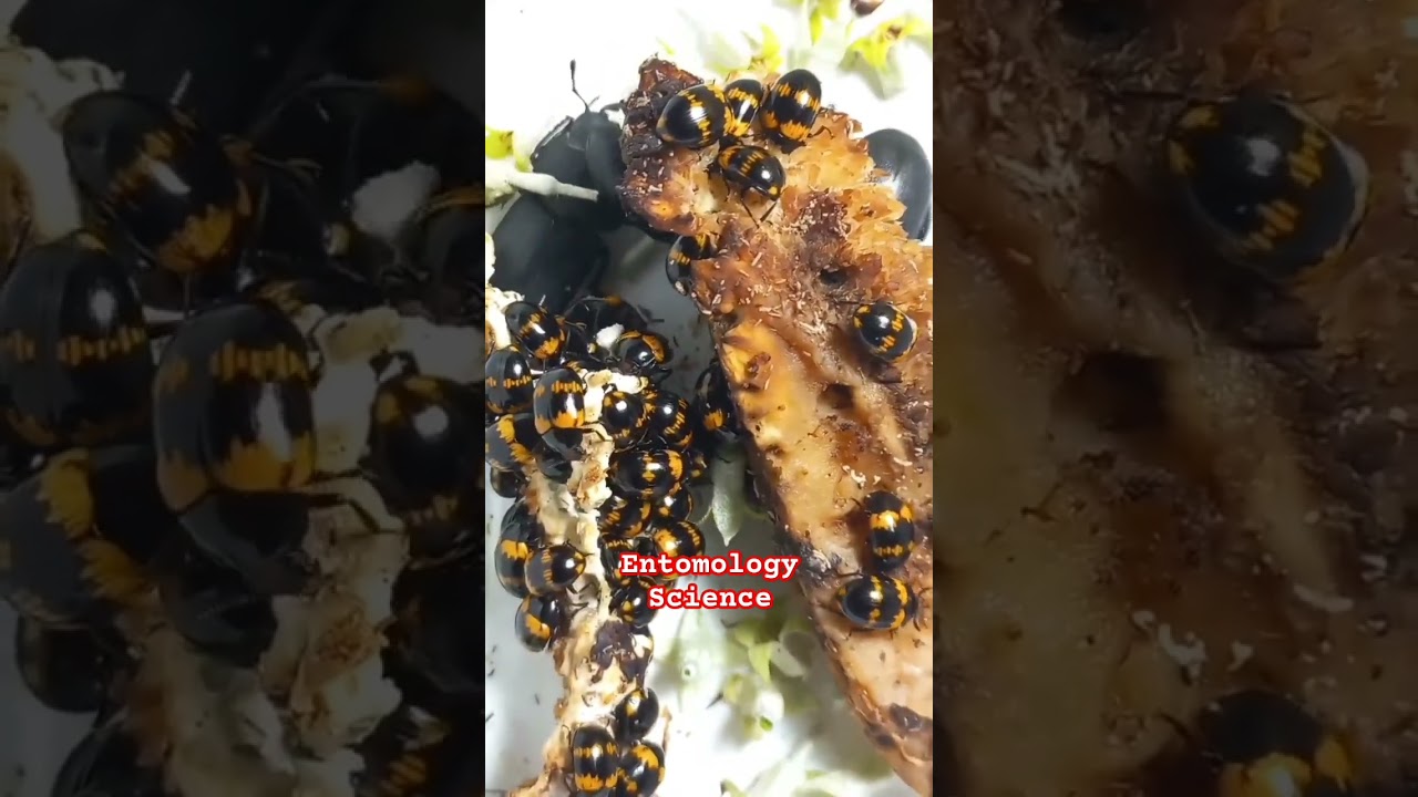 КАКИЕ ЖУЧКИ ГРЫЗУТ ГРИБЫ? BEETLES ON MUSHROOM POLYPORUS. WHAT BEETLES ARE DOING? #entomology