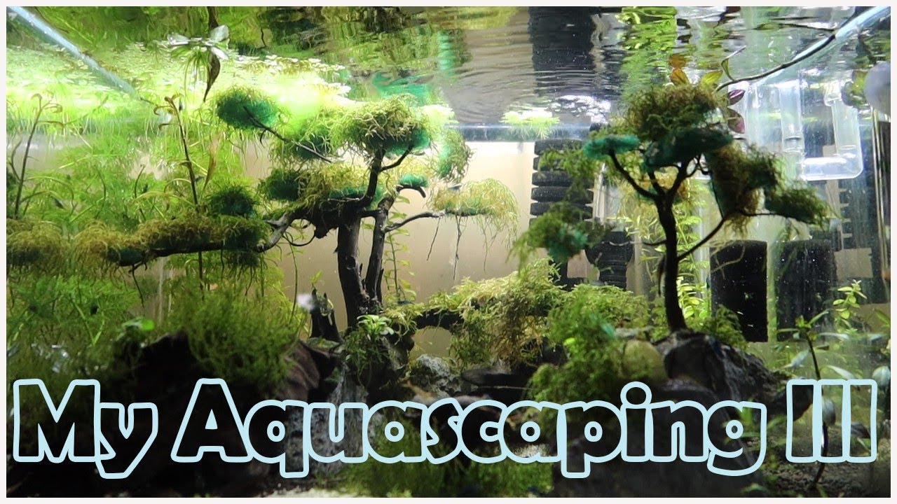 Aquascaping [Part 3] Blue Dream & Blue Velvet Dwarf Shrimps, Pinocchio Shrimp and Otocinclus Catfish