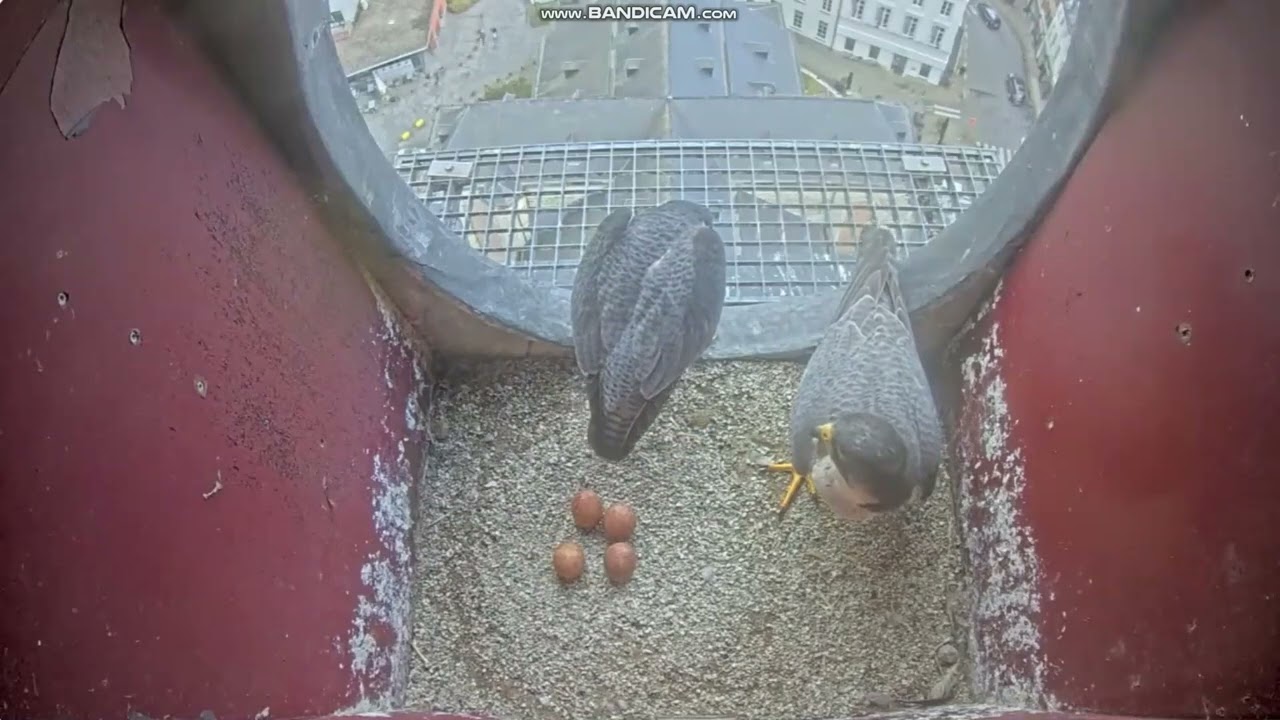 Sok&oacute;ł wędrowny Lokeren Belgia - samica za samca & 🥚🥚🥚🥚 2026 03 30