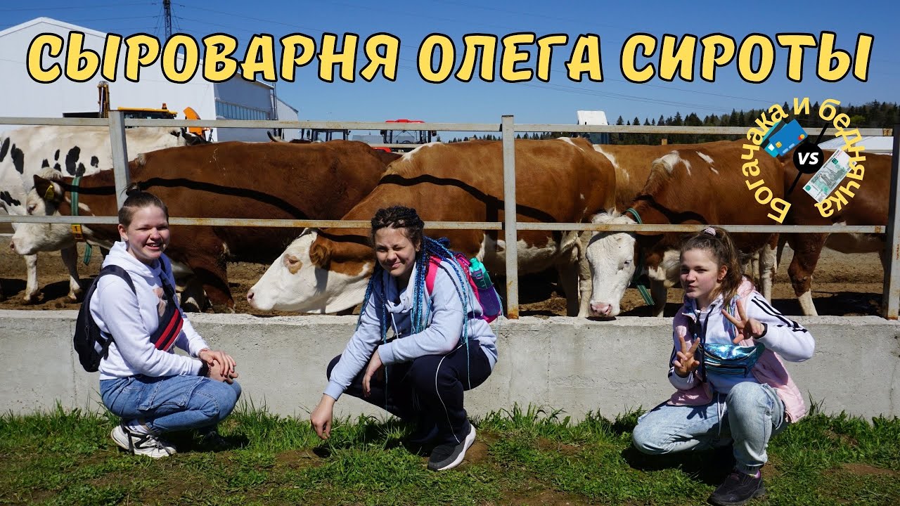 Интервью с коровой! Покупаем теленка???😱 Сыроварня Олега Сироты!