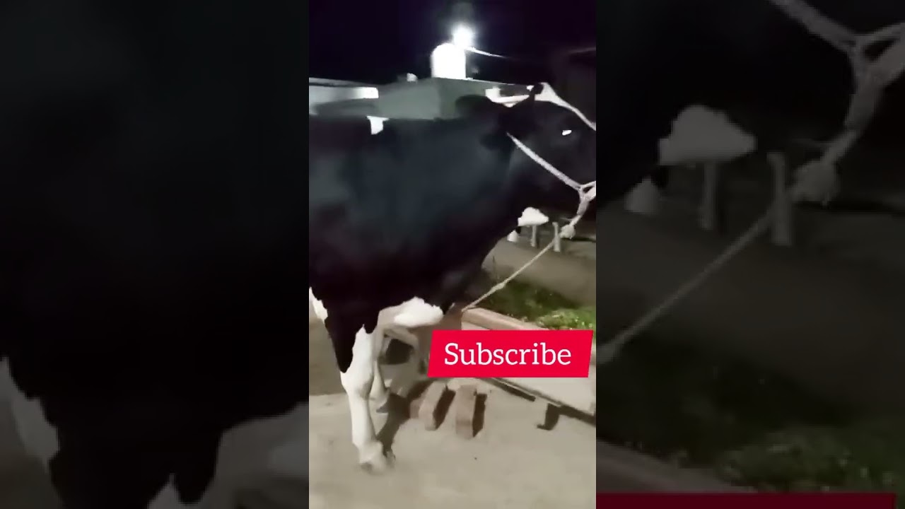 Holstin Friesian cow's || Heavy Udder cow || Ready to parturate | say Masha Allah
