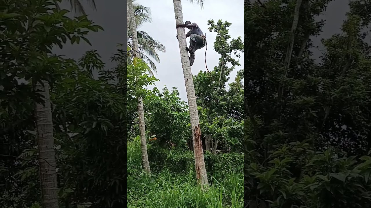 Subiendo mata de coco 🌴