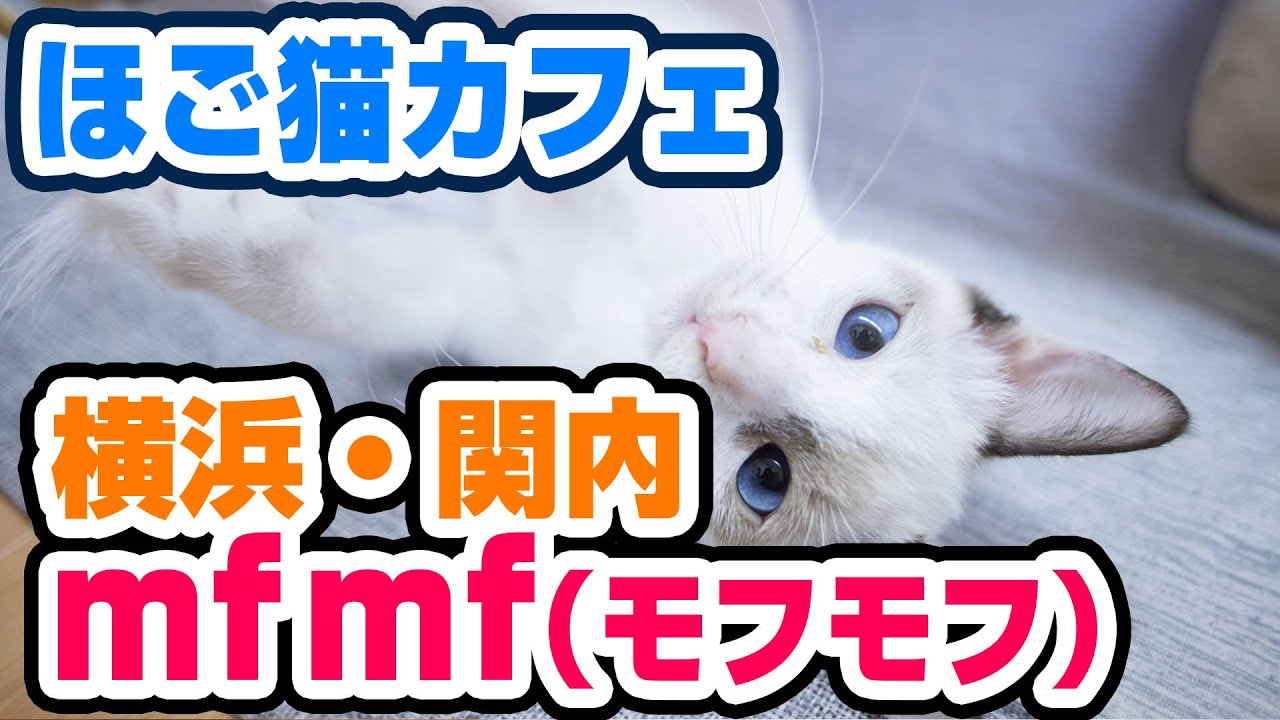 【癒し】横浜、関内のおすすめ猫カフェmfmf（もふもふ）レビュー！