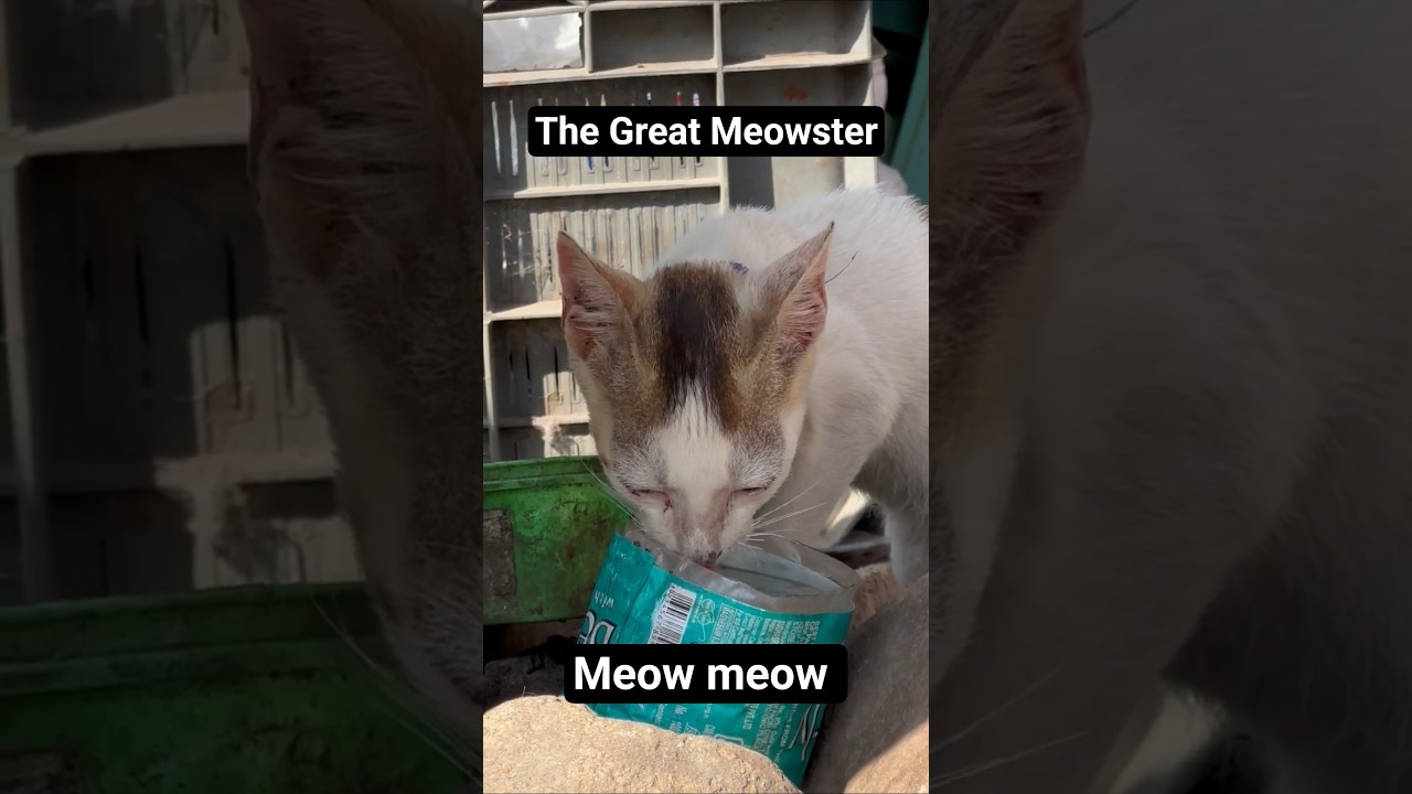 Whiskers of Wonder || Cat 😺 || Meow 🐈 