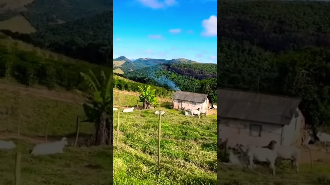 #fazenda