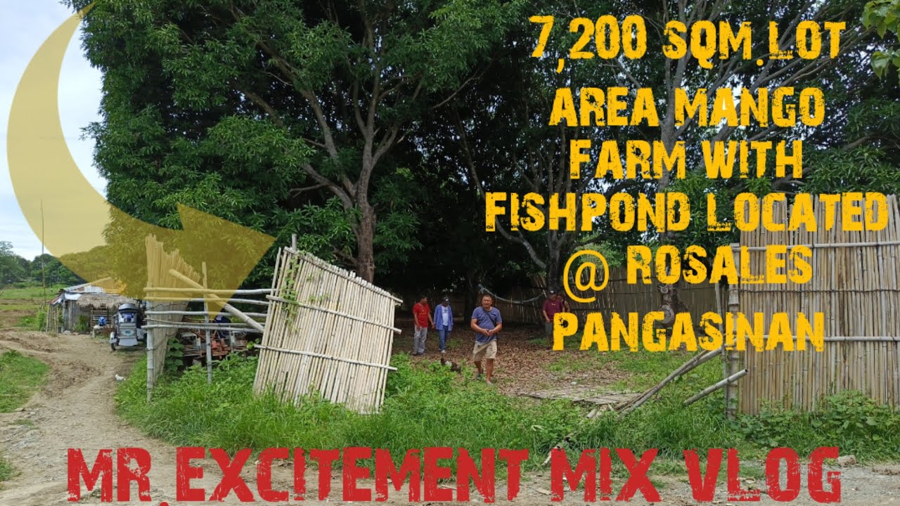 V#67  7,200 sqm.Mango farm with fishpond for sale,rosales pangasinan @mr.excitementmixvlog