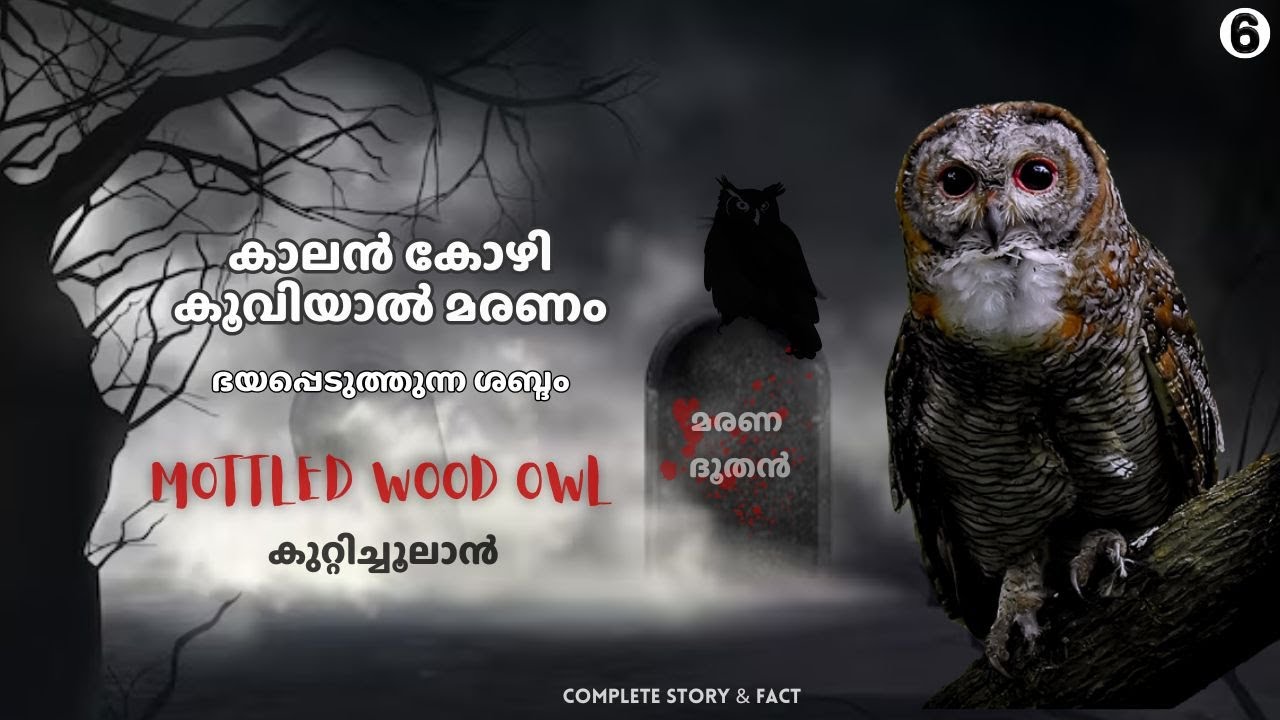 കാലൻ കോഴി കൂവിയാൽ മരണം | മരണ ദൂതൻ | Mottled Wood owl  | ഭയപ്പെടുത്തുന്ന ശബ്ദം |#owl #scary