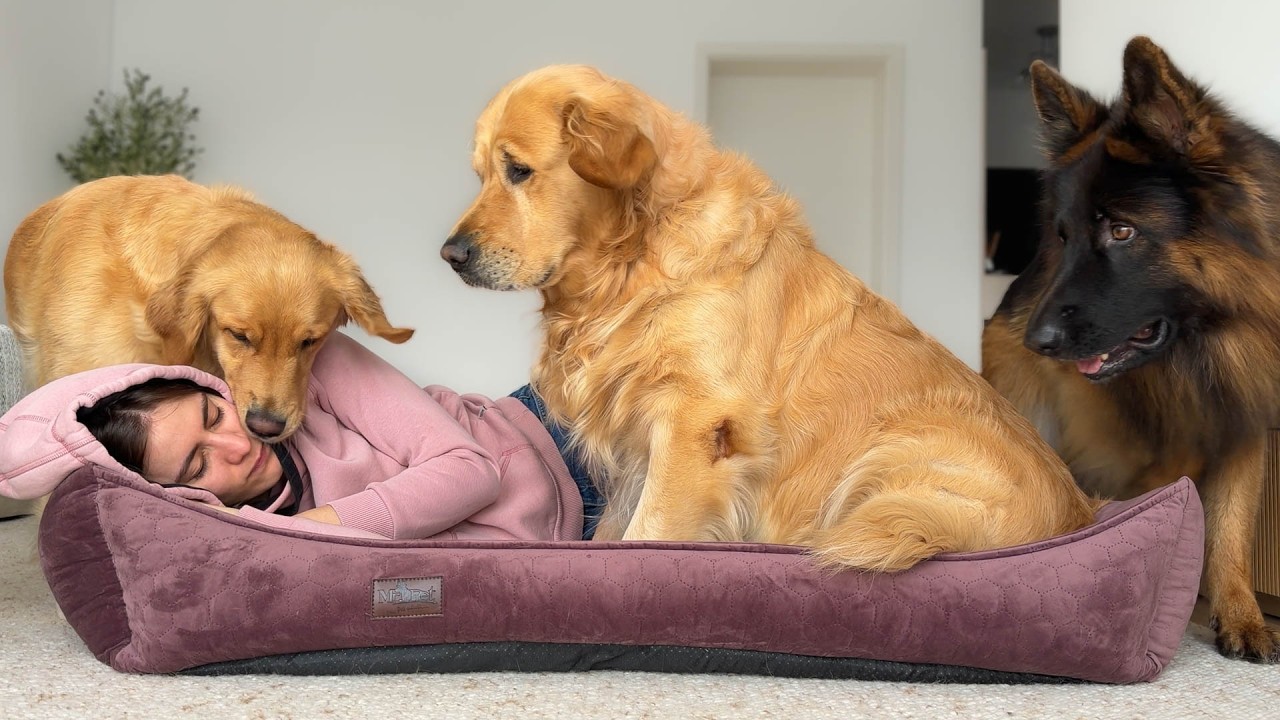 Testing What My Dogs Do If I Steal Their Bed…