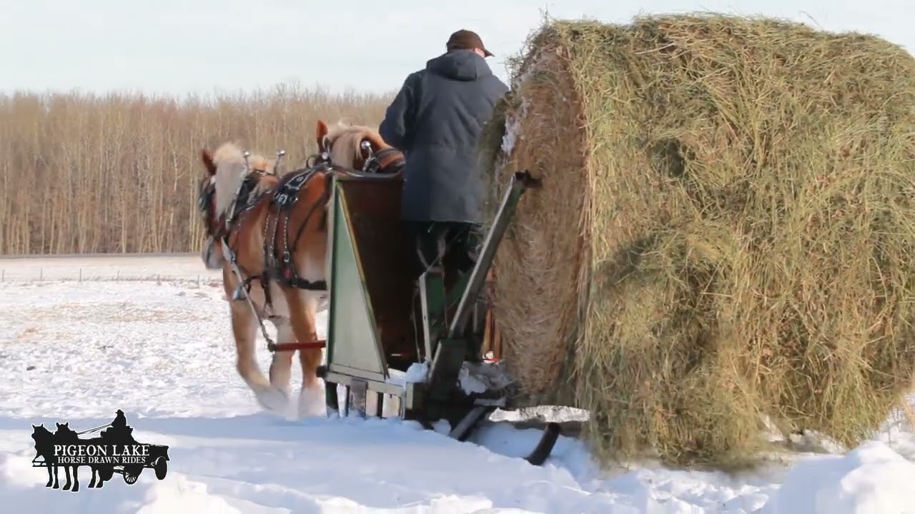Pigeon Lake Horse Drawn Rides: Horse drawn bale unroller