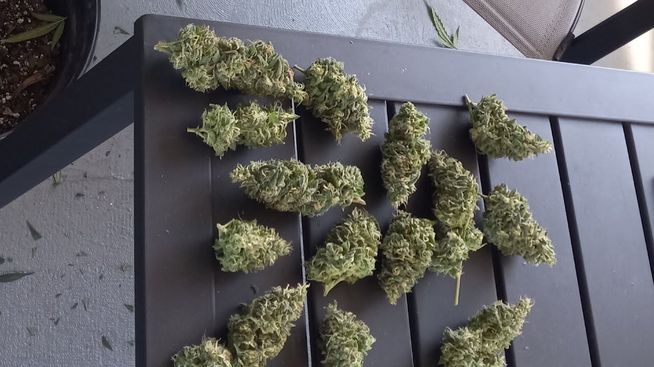 Tent grow Auto  Flower #curaleaf #hightimes #instagram #hightimesmagazine