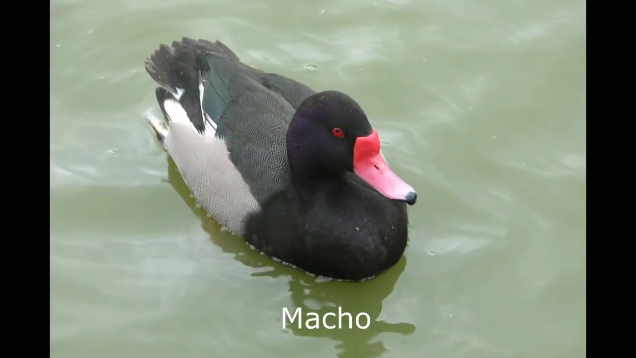 Paisajes, flora y fauna del Arroyo Cululú Santa Fe Argentina Parte 4 2020