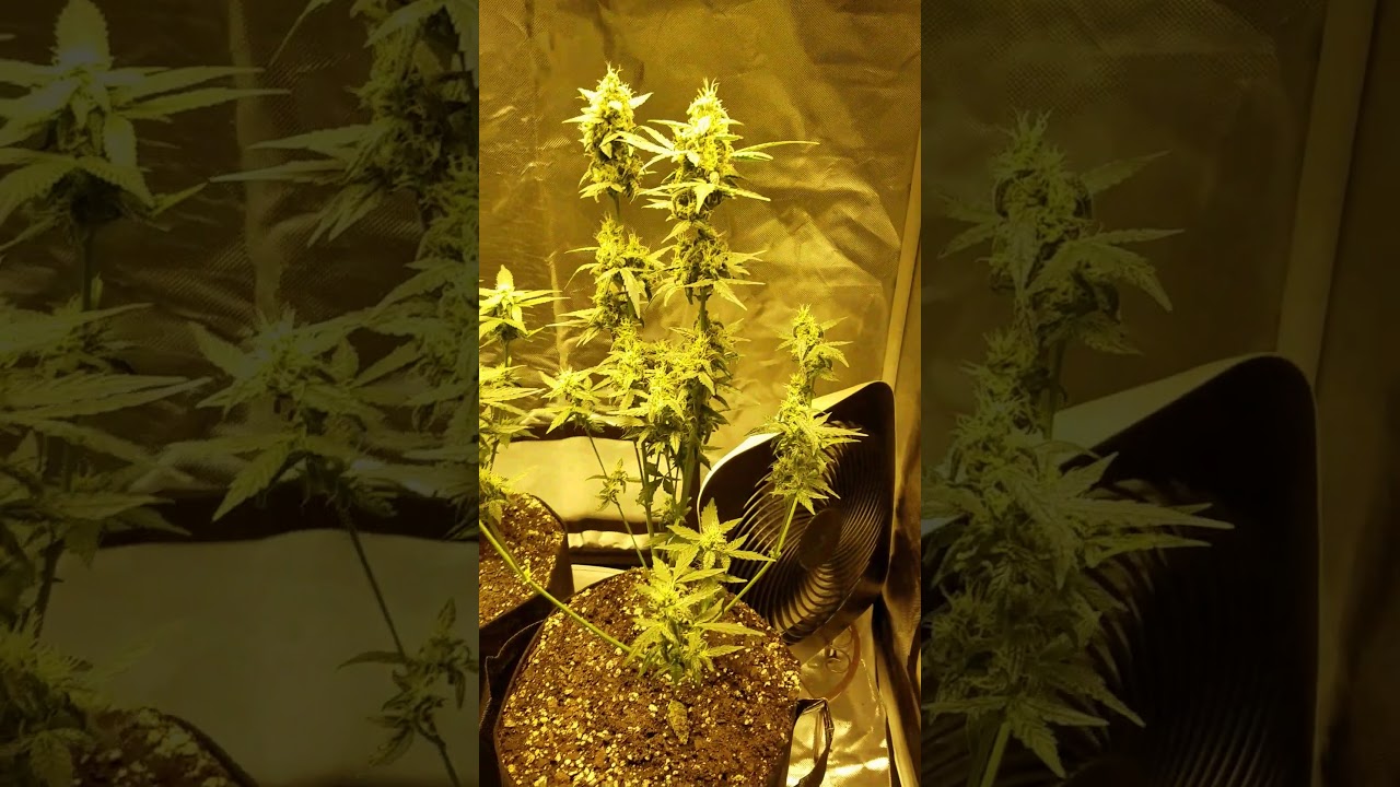 Week 7 Day 52 Flower after Slightly Heavy Nutrient Feeding