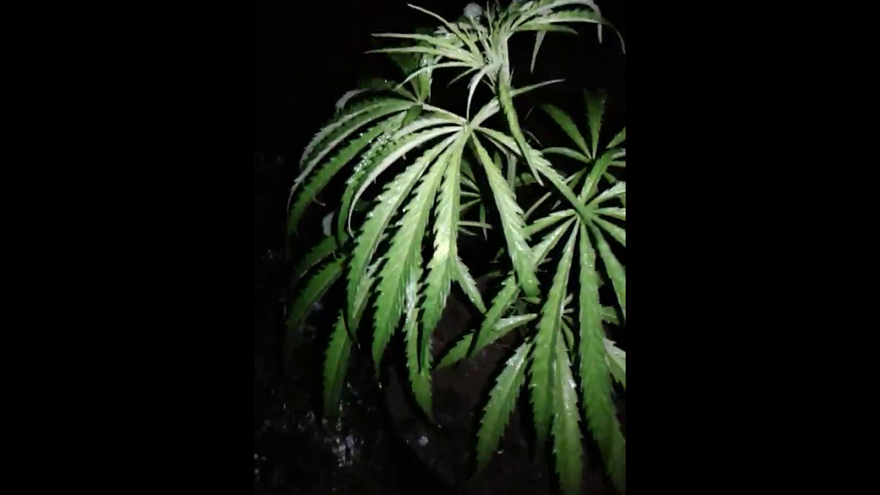 Early morning outdoor cannabis check in