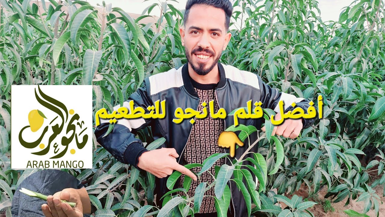 كيفية أختيار قلم مانجو للتطعيم و المواعيد How to choose a Mango pen for vaccination and appointments
