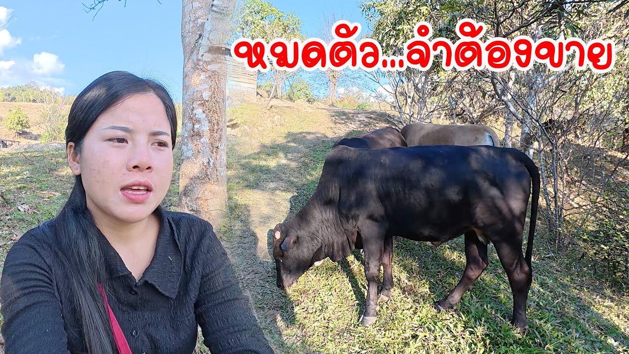 สาวลาวหมดตัว จำต้องขายวัว #ทีมงานบ้านนา