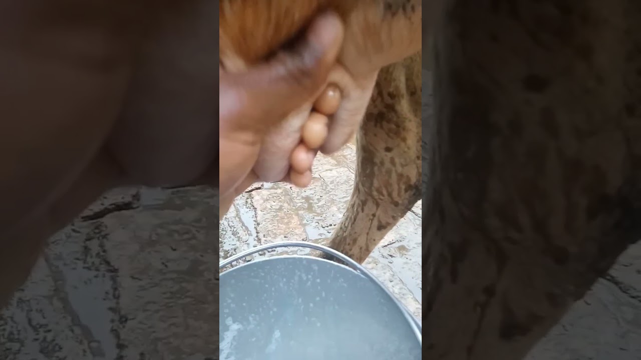 दूध दुहने की विधि, पूर्ण हस्त विधि Fisting, milking method #milking #fisting