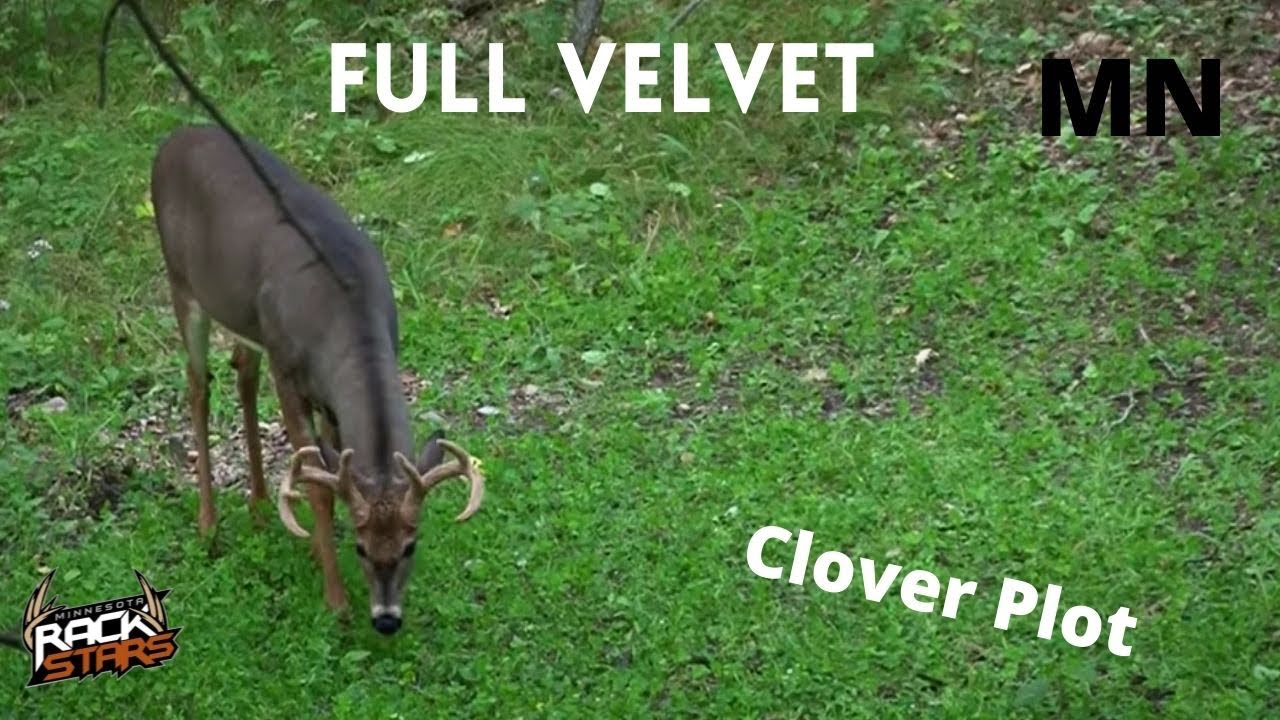 Clover Kill Plot | Early Season Archery