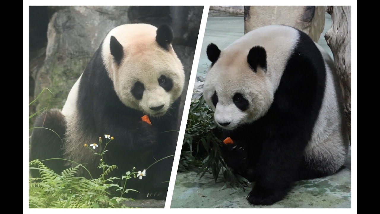 20260217 圓圓圓仔新年好 初一早餐福星照 Giant Panda Yuan Yuan & Yuan Zai