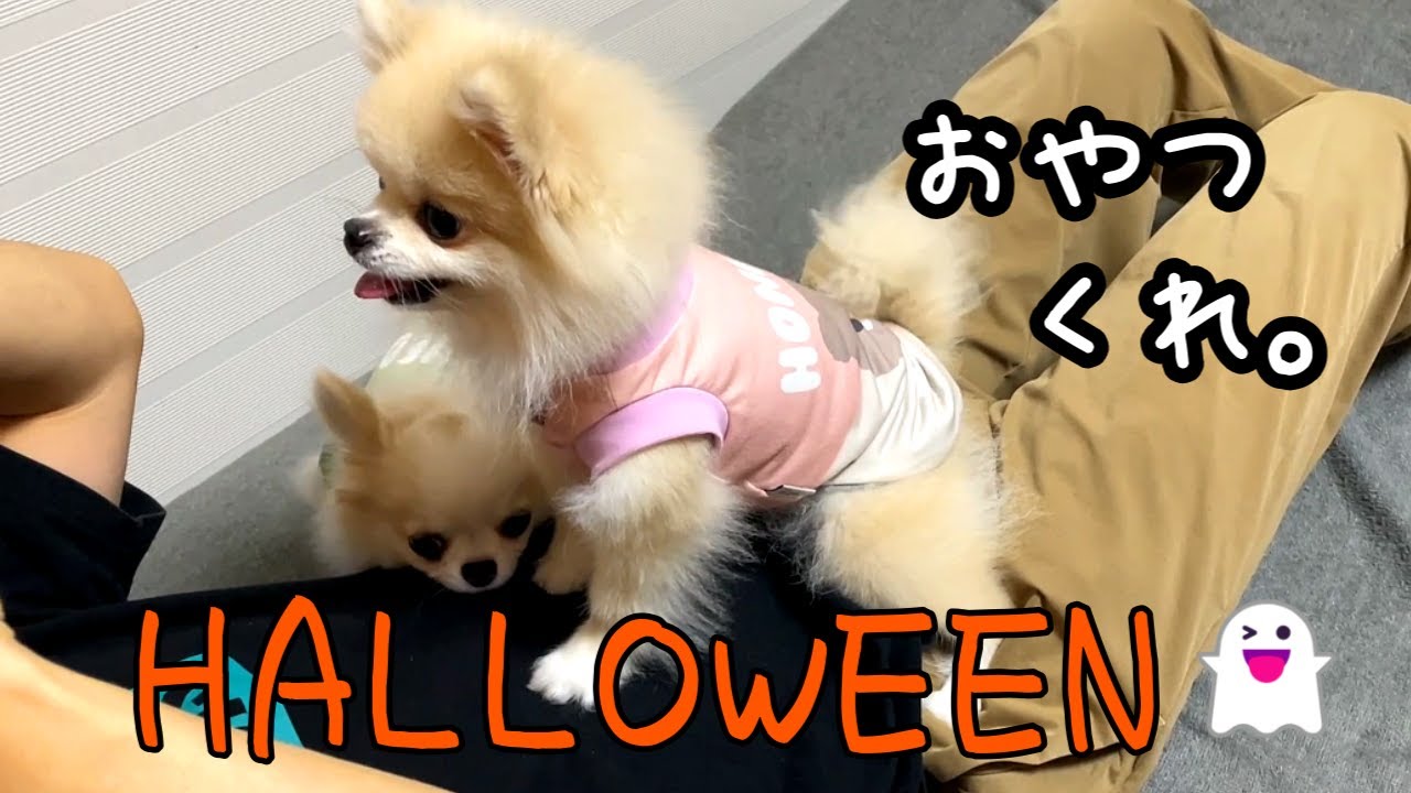 【ハロウィン】仮装できなかったけど、おやつに全力だった犬達