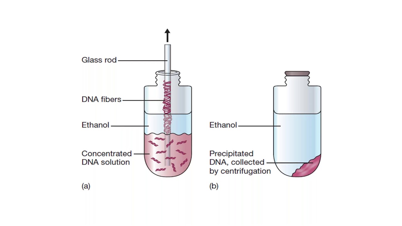 CSIR - NET , TOPIC - ISOLATION AND PREPARATION OF PLASMID DNA , LECTURE - 6 BY VINAYAN R NAIR .