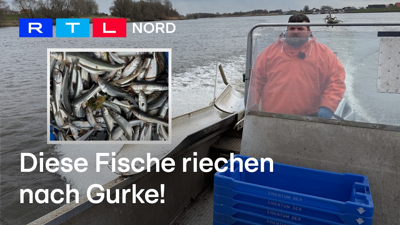 Stintfischer auf der Elbe: Diese Fische gibt's nur wenige Wochen im Jahr!