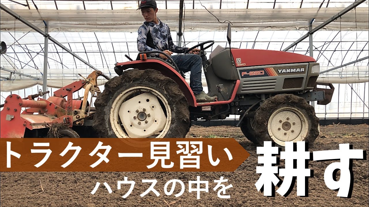 トラクター見習いがきゅうりハウスの中を耕します