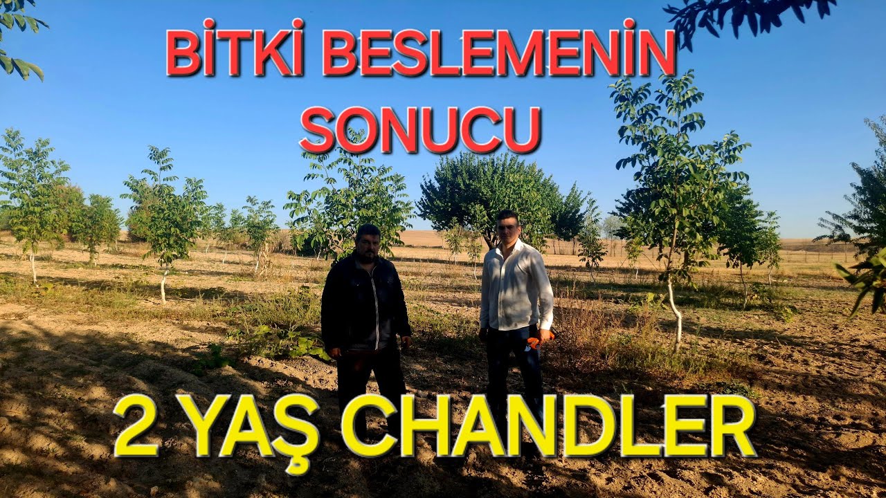 CHANDLER CEVİZ BAHÇESİ 2 YAŞ ANKARA ÜCRET KÖYÜ