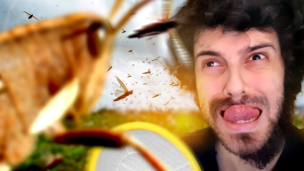reacTILT | os gafanhoto tão cheio d marrinha