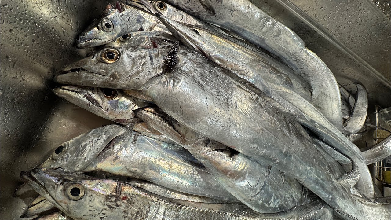 【豊後水道】美桜丸で挑む！旬の太刀魚釣りが熱い！
