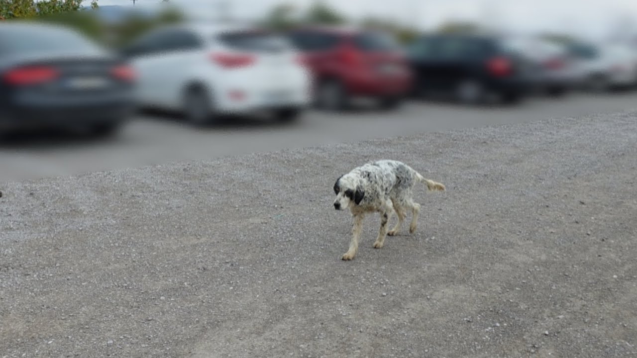 All Alone, Sleeping on Concrete for Days | English Setter Rescue