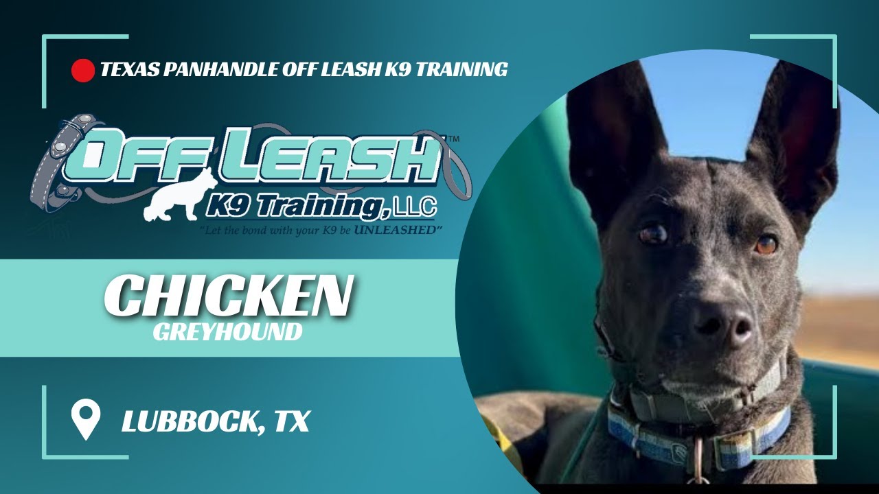 Chicken, the 1yo Mixed Breed | Best Dog Trainers in Lubbock Texas