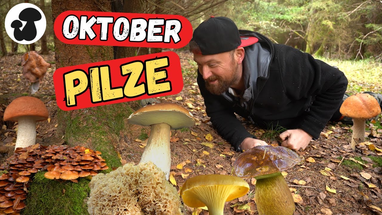Pilze sammeln: 17 spannende Pilzarten im Oktober