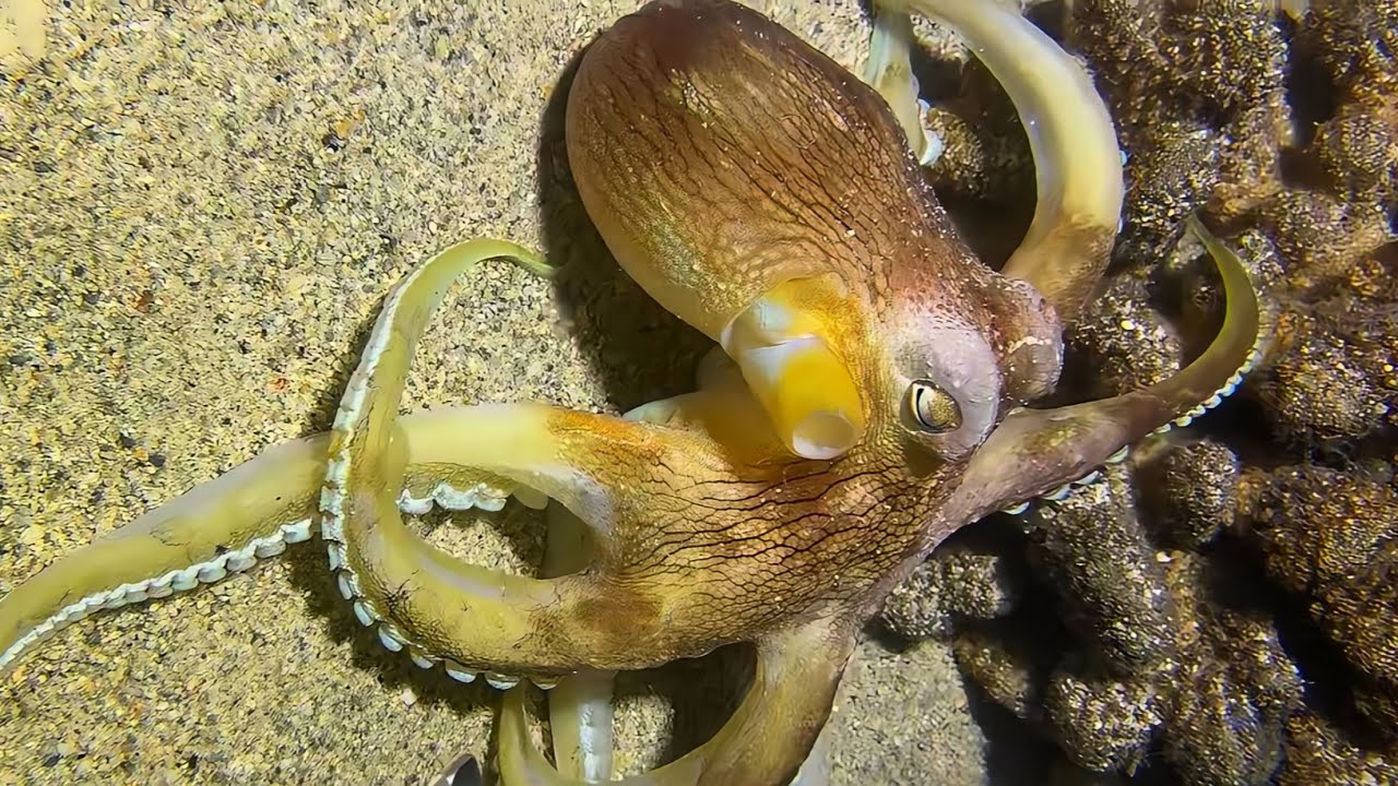 Live Stream 🟢 –Underwater Adventure - What Surprise Awaits？ #diving #fishing #seafood #shorts