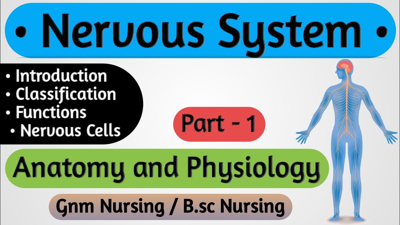 Nervous System // Nervous System Anatomy and Physiology // Anatomy and Physiology For Nursing