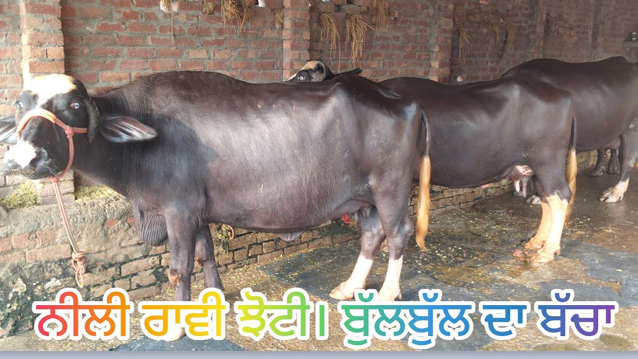 ਫ਼ੋਨ 98159-65751 ਨੀਲੀ ਰਾਵੀ ਪਾਕਿਸਤਾਨੀ ਤੋਹਫ਼ਾ ਬੁੱਲਬੁੱਲ ਦਾ ਬੱਚਾ ਮੁਫਤ ਮੁਫਤ 