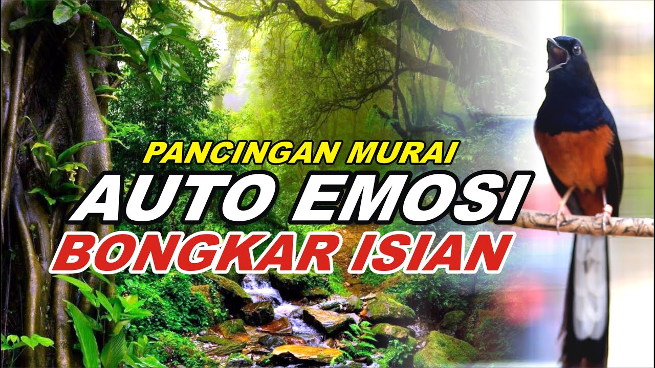 PANCINGAN murai batu gacor AMPUH MENJADIKAN murai batu agar cepat bunyi BONGKAR ISIAN