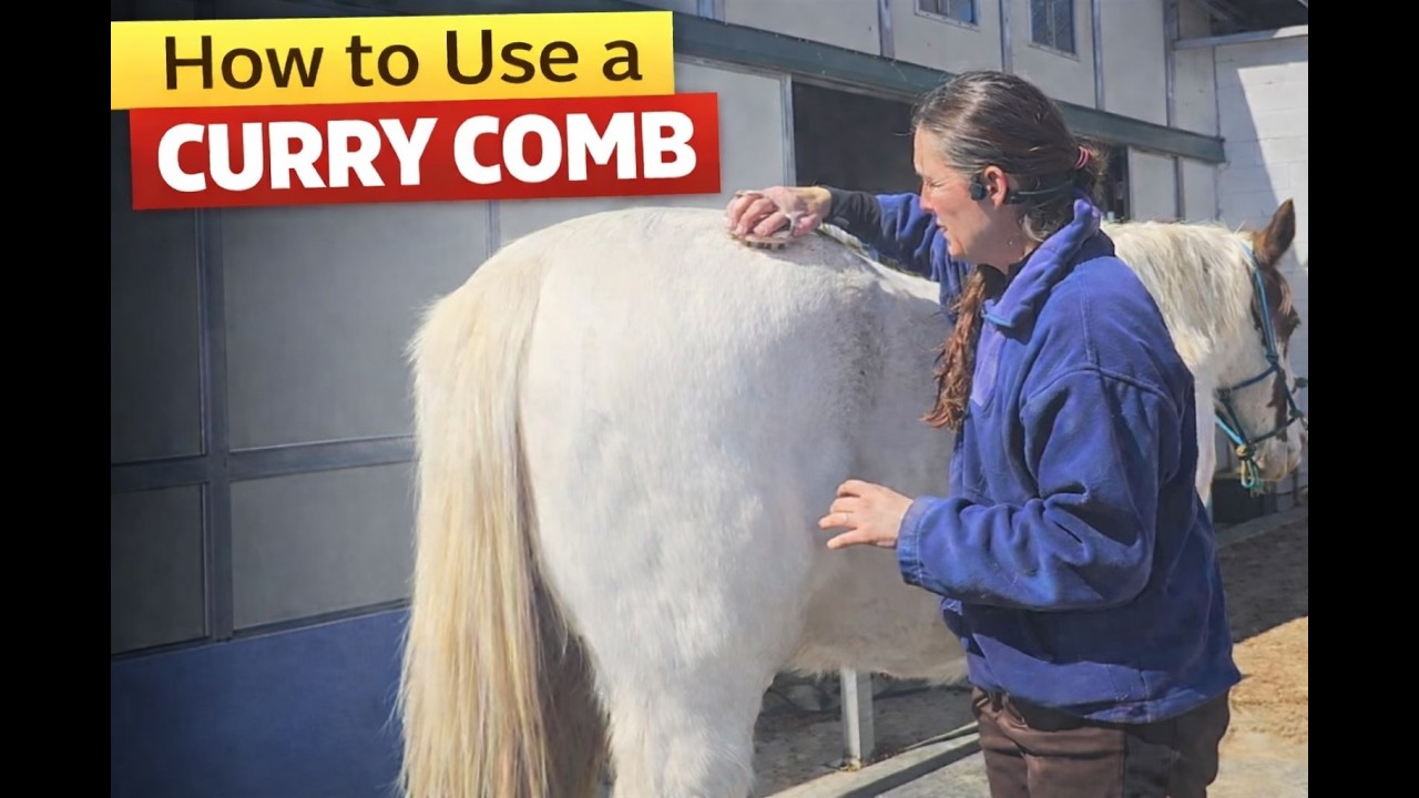How to Use a Curry Comb (Step-by-Step) | Horse Grooming Basics