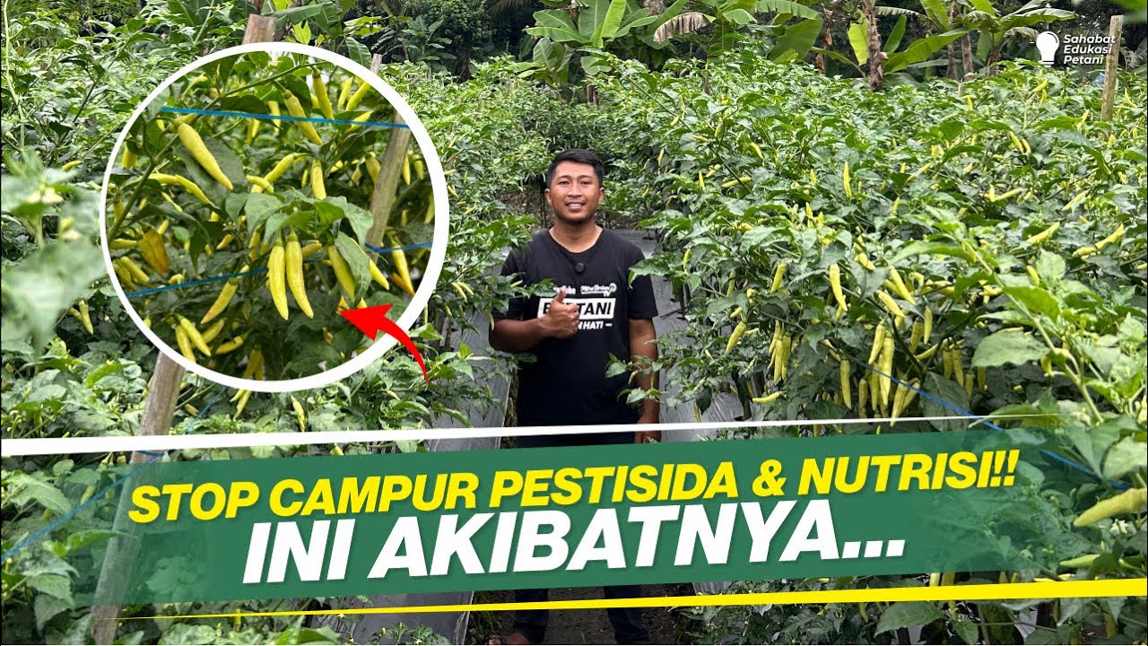 TERBUKTI MENEKAN HAMA & PENYAKIT TANAMAN CABAI‼️PESTISIDA LEBIH AMPUH APLIKASI TUNGGAL‼️